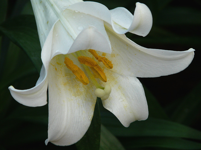 Easter Lily