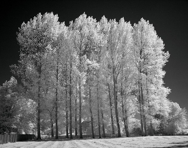 Poplars