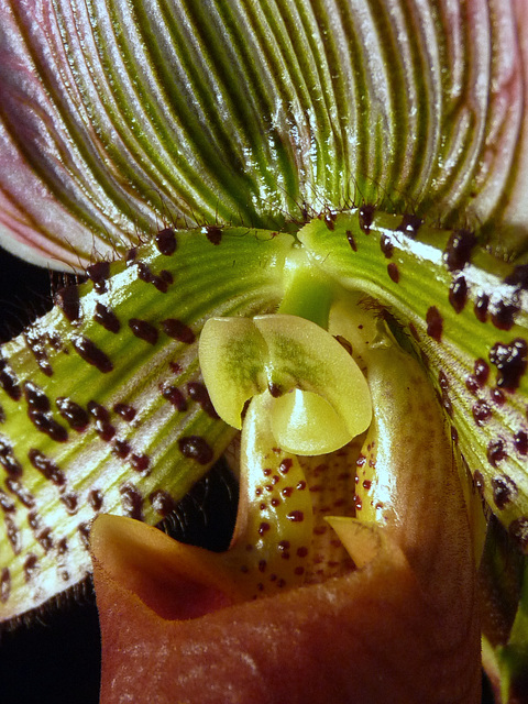 Paphiopedilum Nightfire x Slipknot Paphiopedilum Nightfire x Slipknot