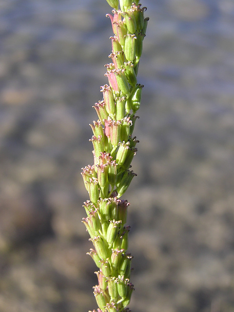 Seaside Arrow-grass seedpods