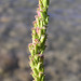 Seaside Arrow-grass seedpods