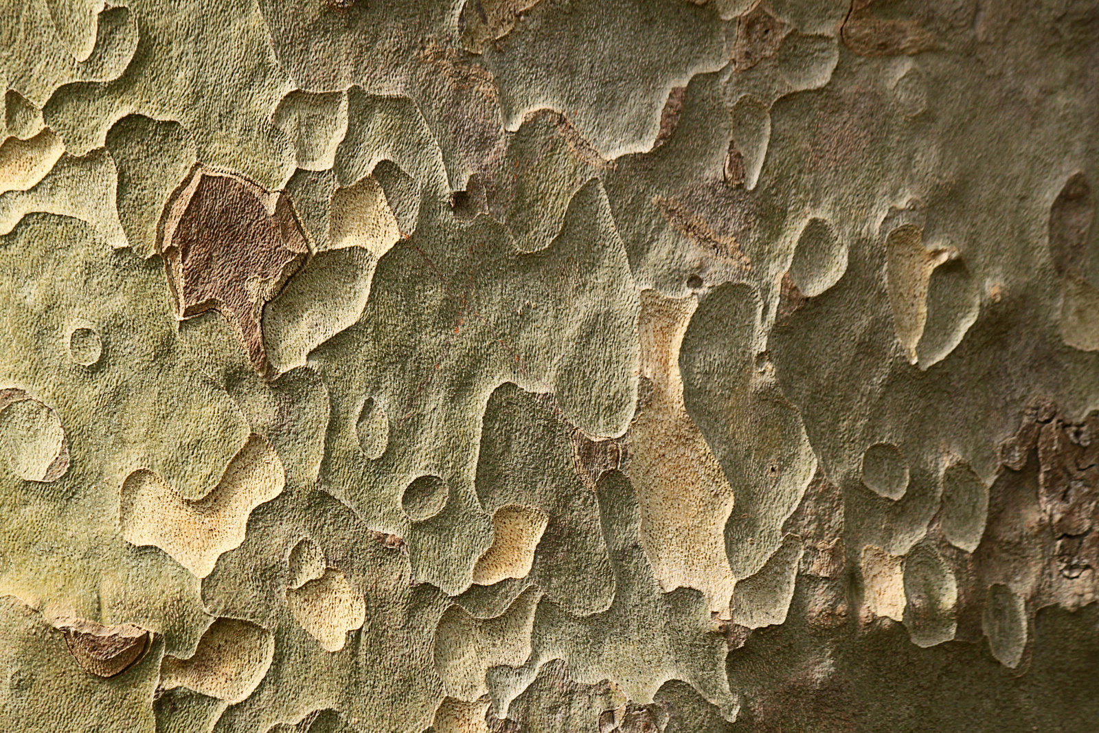 Tree Texture