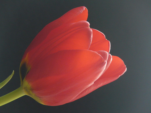 Tulip