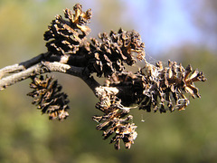 Thin-leaved Alder cones