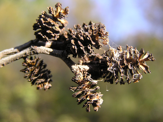 Thin-leaved Alder cones