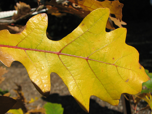 Burr Oak