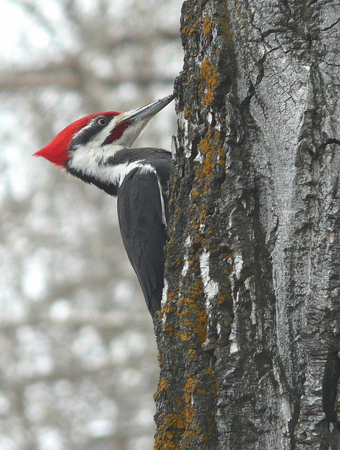 Pileated Woodpecker