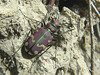 Claybank Tiger Beetle