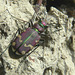 Claybank Tiger Beetle