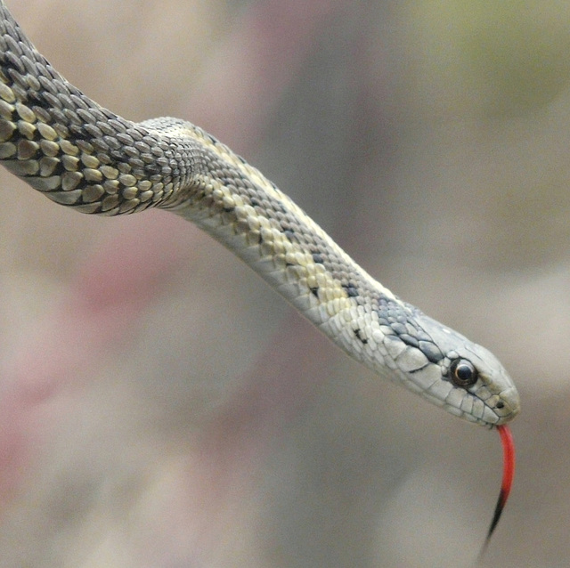 Wandering Garter Snake