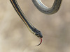 Red-sided Garter Snake