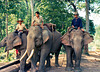 Chiang Mai Teak Working Elephants