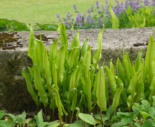 Green ferns