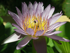 Waterlily with tiny bees