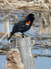 Red-winged Blackbird