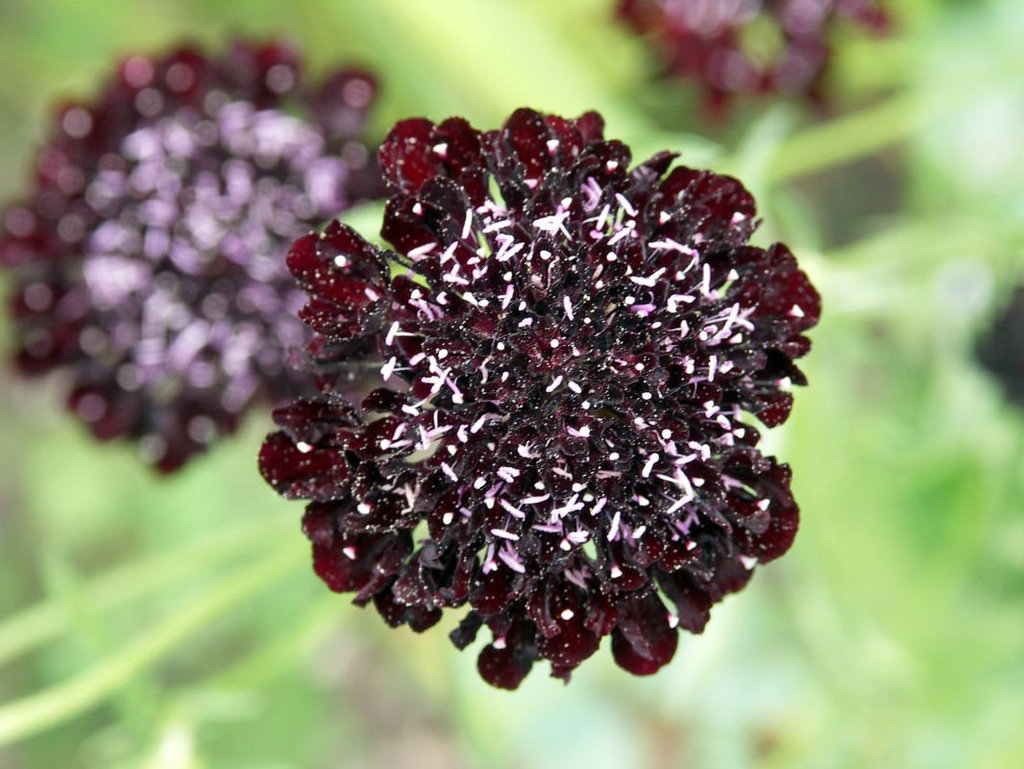 Scabious