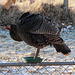 First scattering of snow  and the turkeys ! 10-12-12