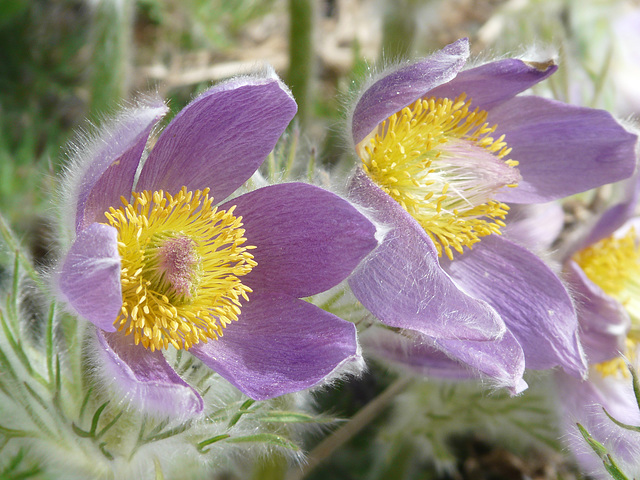 European Pasque flower