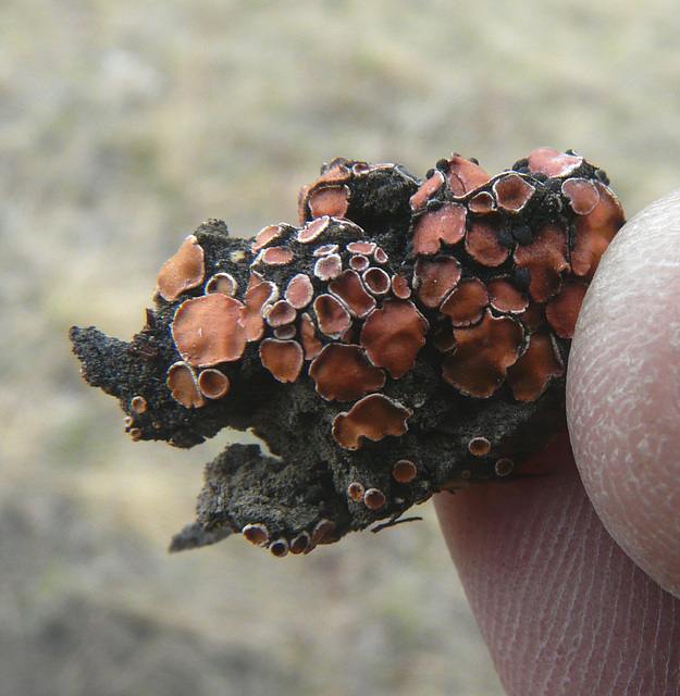 Tiny Lichen