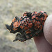 Tiny Lichen