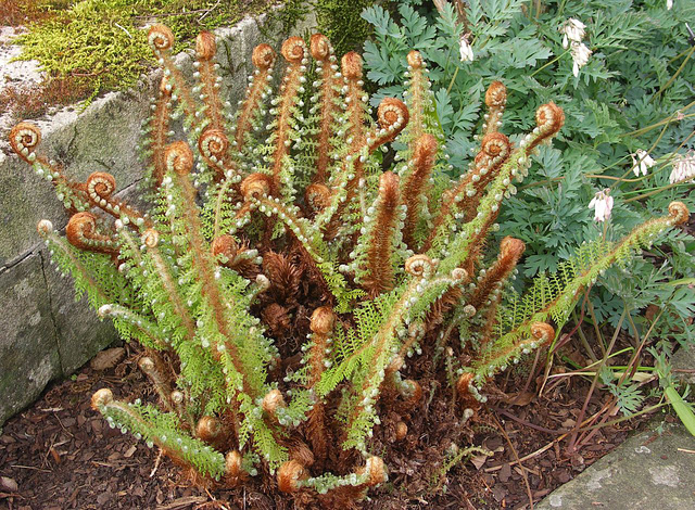 Curly fern