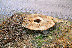 Tree stump with hole