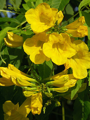 Yellow Trumpet-Bush