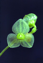 Stelis argentata