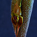 Lepanthes manabina