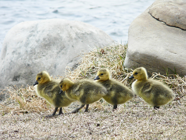 Gosling line-up