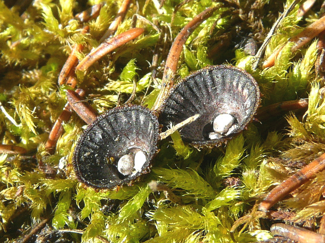 Bird's Nest fungi