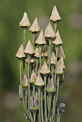 Nectaroscordum siculum - Honey Garlic