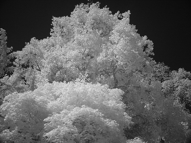 Acer, Tulip Tree