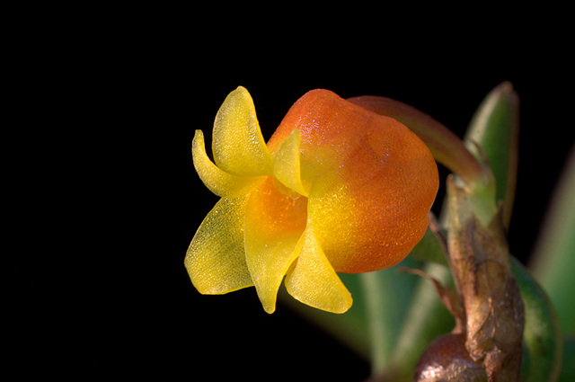 Mediocalcar decoratum Mediocalcar decoratum