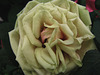 Green rose