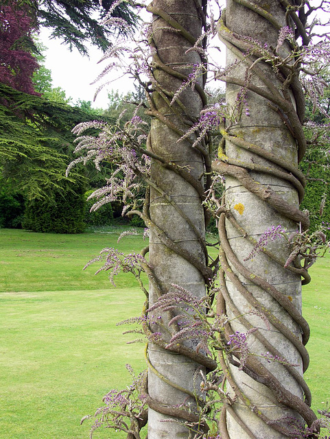 Wisteria columns