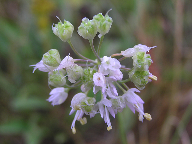 Nodding Onion