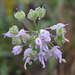 Nodding Onion