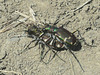 Mating Tiger Beetles