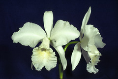 Cattleya jenmanii alba 'Fuch's Snow'