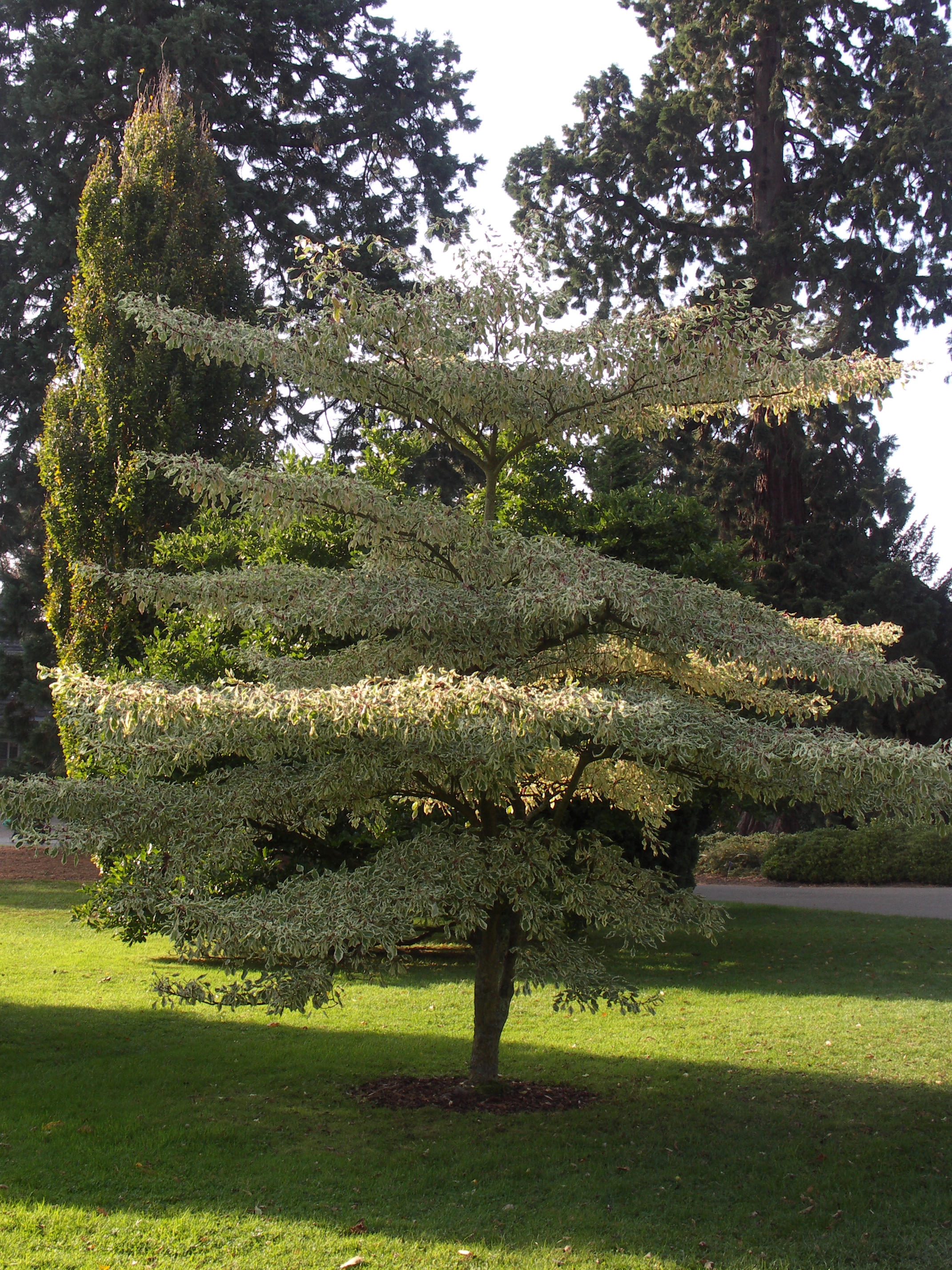 Cornus controversa