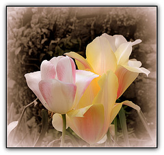 IMG 5875- Mêmes les tulipes vieillissent