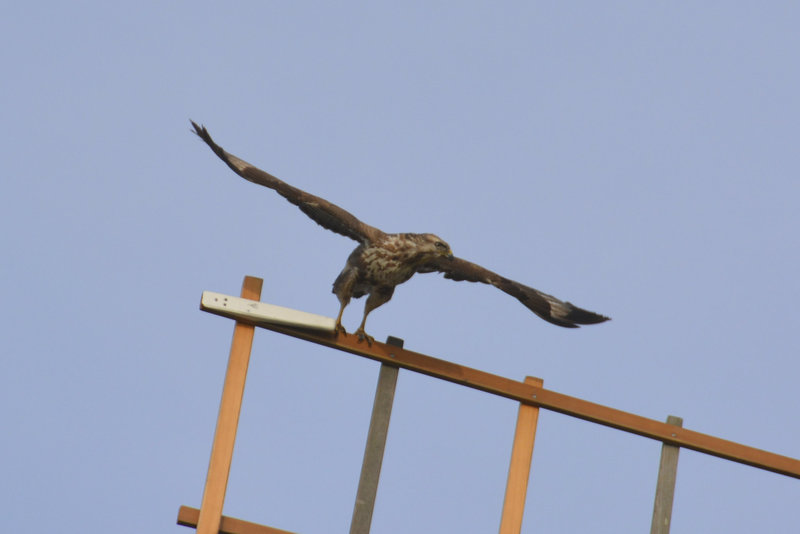 Common Buzzard