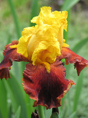 Iris