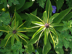 Herb Paris