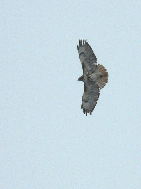 Red-tailed Hawk