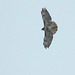 Red-tailed Hawk