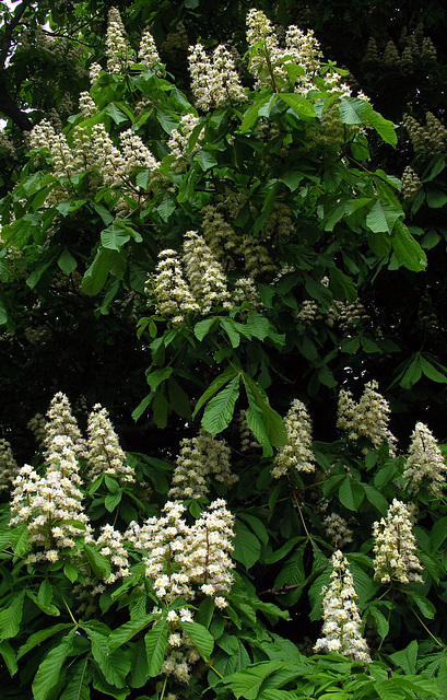 Aesculus