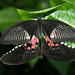 Male and Female Common Rose Butterflies (Atrophaneura aristolochiae)