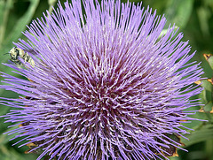 Cardoon Flower